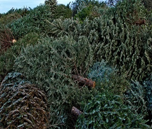 Christmas tree disposal