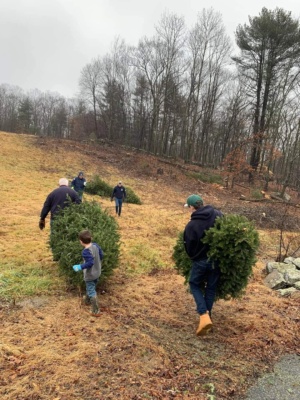 Killeen christmas tree pickup